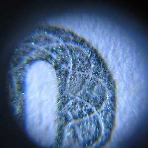 Mini microscop 60x cu LED și iluminare de fundal UV